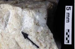 Foto (Detailansicht) von Palinurus sp. (NHMW-GEO-1990-0041-0226)